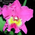 /album/brassolaeliocattleya/blc-cornerstone%20%c2%b4hawaii%c2%b4-jpg/